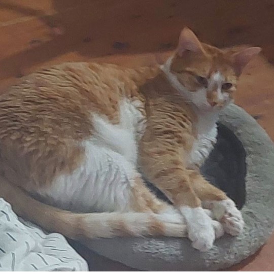 Leo DSH ginger lost 5 jan